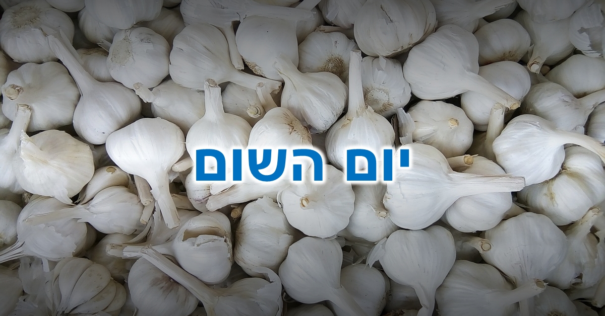 יום השום: ערמה של פקעות שום לבנות