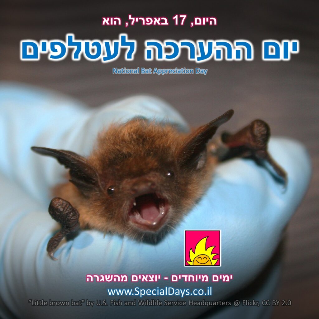 יום ההערכה לעטלפים: עטלף חום קטן וחמוד מוחזק על ידי אדם בכפפה בצבע תכלת.