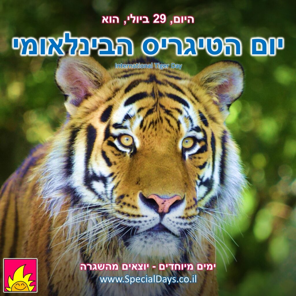 יום הטיגריס הבינלאומי: חתול גדול - אם אתם פוגשים אותו בסמטה חשוכה או ביער סבוך, אל תשאלו אותו איך קוראים לו - פשוט תברחו!