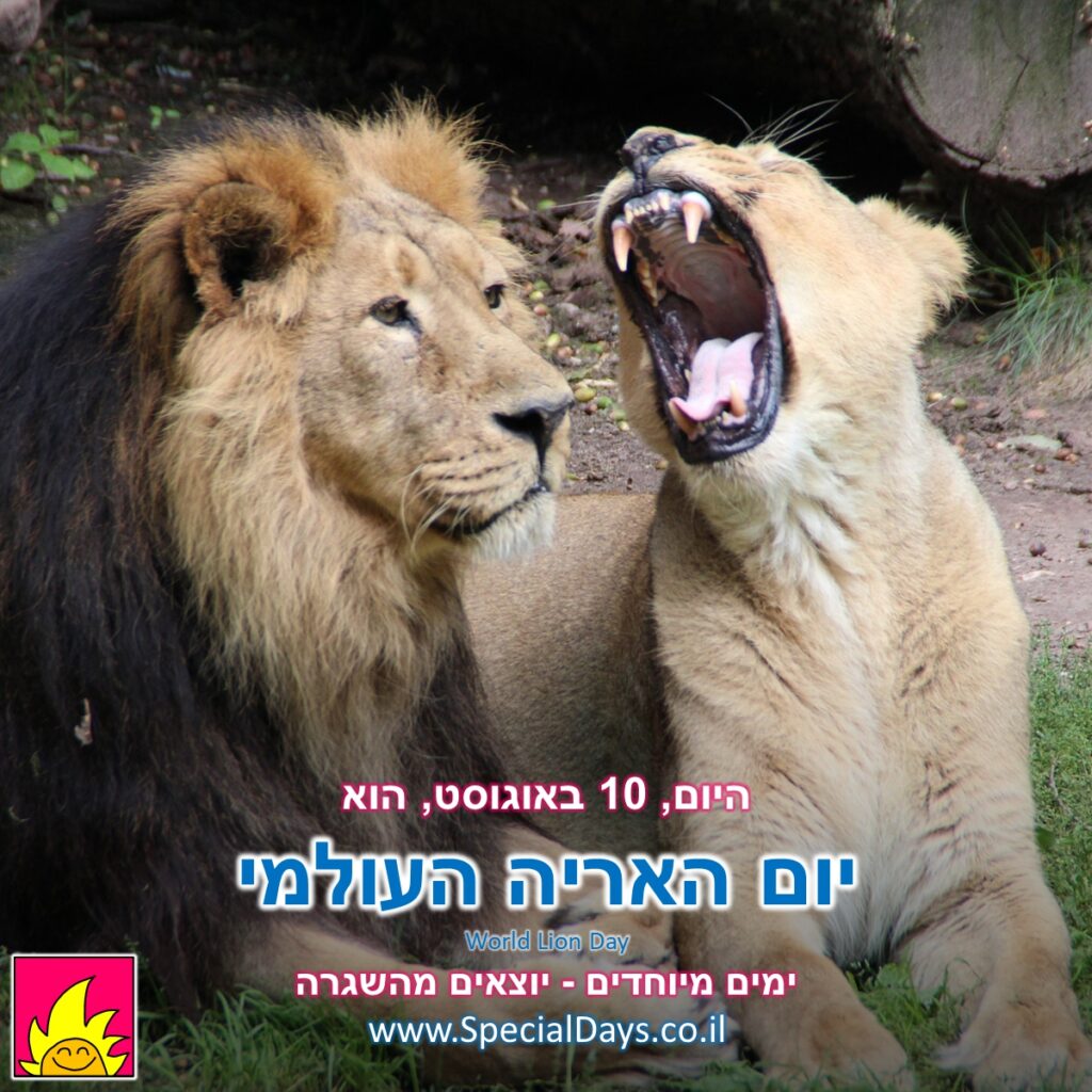 יום האריה העולמי: אריה ולביאה.