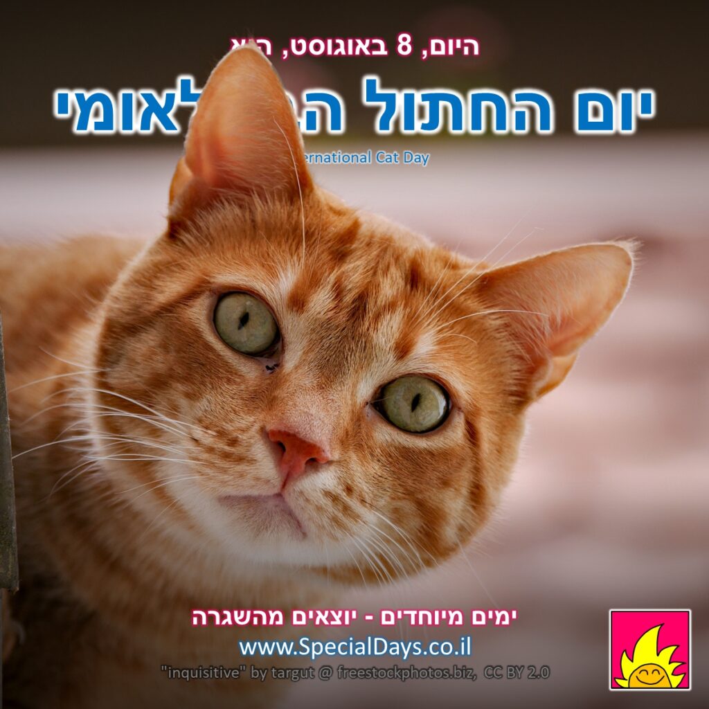 יום החתול הבינלאומי: חתול סקרן שמסתכל עליכם מבעד למסך. מה אתם אוכלים שם? אתם מתכוונים לסיים את זה?