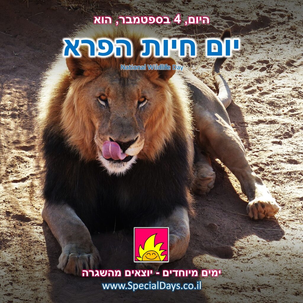 יום חיות הפרא: חתול קטן, חמוד ולא מסוכן בכלל - רוצים ללטף אותו?